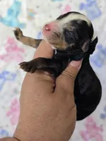 Flashy Boy! Phantom Merle, a male Poodle - Multi-Colored Standard for sale in Austin, TX – Photo 3 of 3