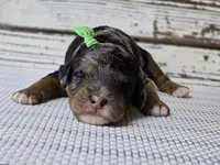 Flashy! Phantom MERLE, a male Poodle - Multi-Colored Standard for sale in Austin, TX – Photo 2 of 8