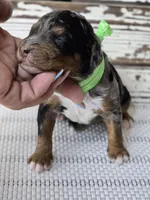 Flashy! Phantom MERLE, a male Poodle - Multi-Colored Standard for sale in Austin, TX – Photo 4 of 8