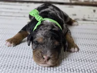 Flashy! Phantom MERLE, a male Poodle - Multi-Colored Standard for sale in Austin, TX – Photo 3 of 8