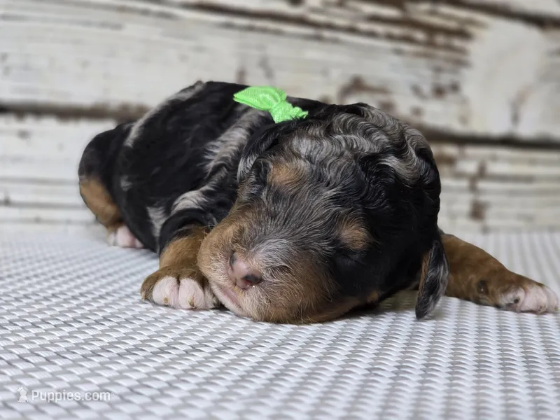 Flashy! Phantom MERLE – Poodle - Multi-Colored Standard puppy for sale in Austin, TX