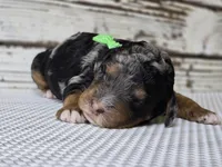 Flashy! Phantom MERLE, a male Poodle - Multi-Colored Standard for sale in Austin, TX – Photo 1 of 8