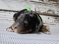 Flashy! Phantom MERLE, a male Poodle - Multi-Colored Standard for sale in Austin, TX – Photo 7 of 8