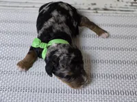 Flashy! Phantom MERLE, a male Poodle - Multi-Colored Standard for sale in Austin, TX – Photo 8 of 8