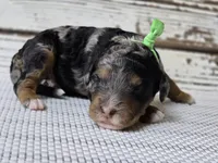 Flashy! Phantom MERLE, a male Poodle - Multi-Colored Standard for sale in Austin, TX – Photo 5 of 8