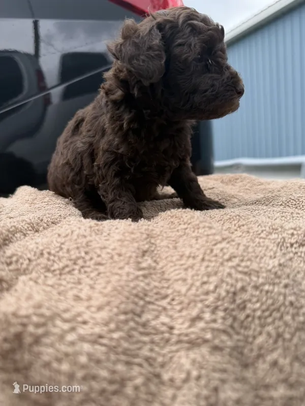 Oliver – Poodle - Toy  puppy for sale in Washington, DC