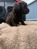 Oliver, a male Poodle - Toy  for sale in Washington, DC – 1 of 1