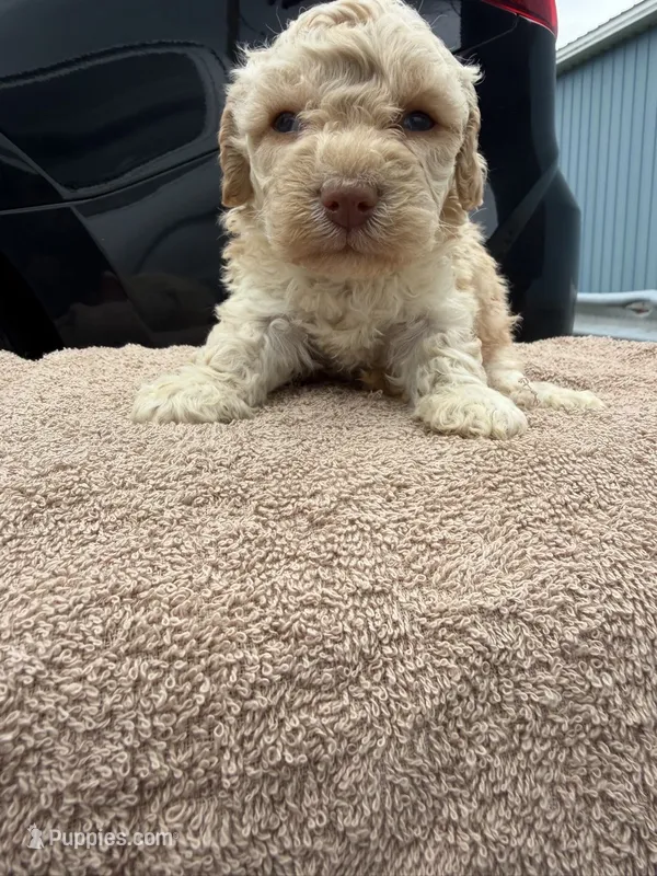 Bella – Poodle - Toy  puppy for sale in Washington, DC