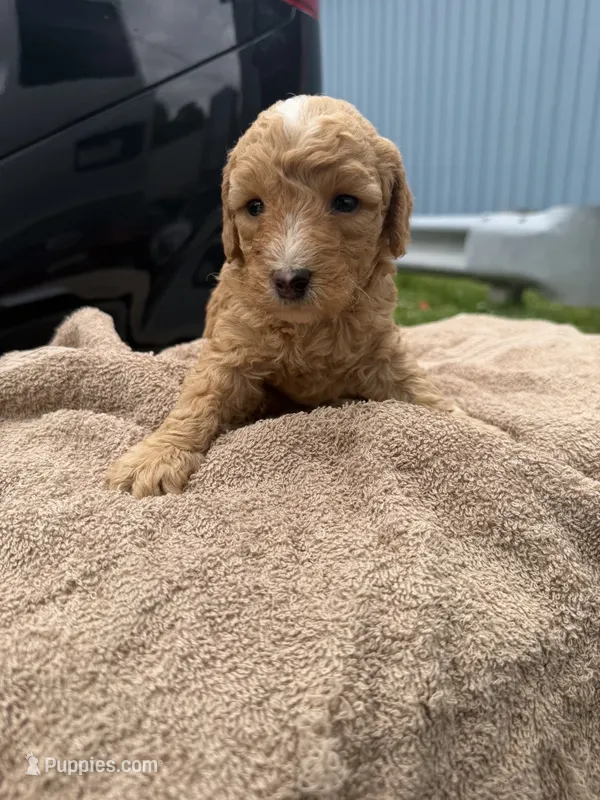 Rocky – Poodle - Toy  puppy for sale in Washington, DC