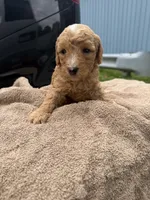 Rocky, a male Poodle - Toy  for sale in Washington, DC – 1 of 1