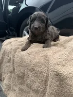 Luna, a female Poodle - Toy  for sale in Washington, DC – 1 of 1