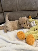 Spaguetti, a male Miniature Goldendoodle for sale in Fort Myers, FL – Photo 7 of 7