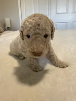 Spaguetti, a male Miniature Goldendoodle for sale in Fort Myers, FL – Photo 4 of 7