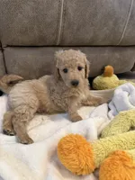 Spaguetti, a male Miniature Goldendoodle for sale in Fort Myers, FL – Photo 3 of 7