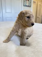 Spaguetti, a male Miniature Goldendoodle for sale in Fort Myers, FL – Photo 5 of 7