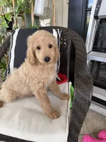 Spaguetti, a male Miniature Goldendoodle for sale in Fort Myers, FL – Photo 1 of 7
