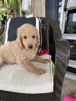 Spaguetti, a male Miniature Goldendoodle for sale in Fort Myers, FL – Photo 2 of 7