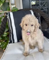 Ruffo, a male Miniature Goldendoodle for sale in Fort Myers, FL – Photo 1 of 5