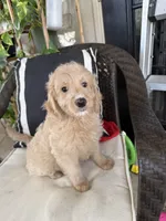 Ruffo, a male Miniature Goldendoodle for sale in Fort Myers, FL – Photo 2 of 5