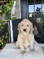 Ruffo, a male Miniature Goldendoodle for sale in Fort Myers, FL – Photo 4 of 5