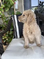 Ruffo, a male Miniature Goldendoodle for sale in Fort Myers, FL – Photo 5 of 5