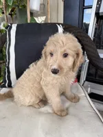 Ruffo, a male Miniature Goldendoodle for sale in Fort Myers, FL – Photo 3 of 5