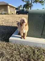Donald, a male Miniature Goldendoodle for sale in Fort Myers, FL – Photo 1 of 5
