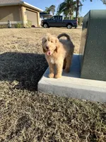Donald, a male Miniature Goldendoodle for sale in Fort Myers, FL – Photo 5 of 5