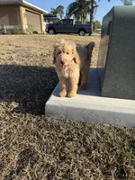 Donald, a male Miniature Goldendoodle for sale in Fort Myers, FL – Photo 4 of 5