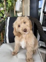 Donald, a male Miniature Goldendoodle for sale in Fort Myers, FL – Photo 2 of 5