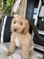 Donald, a male Miniature Goldendoodle for sale in Fort Myers, FL – Photo 3 of 5