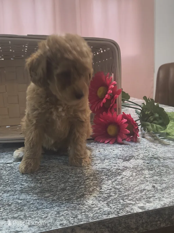 Albert, a male Poodle - Toy  for sale in Tuscola, IL – 1 of 5