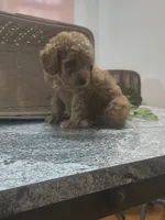 Adam, a male Poodle - Toy  for sale in Tuscola, IL – 5 of 10
