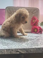 Adam, a male Poodle - Toy  for sale in Tuscola, IL – 2 of 10