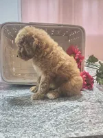 Adam, a male Poodle - Toy  for sale in Tuscola, IL – 7 of 10