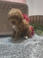 Albert, a male Poodle - Toy  for sale in Tuscola, IL – 3 of 5