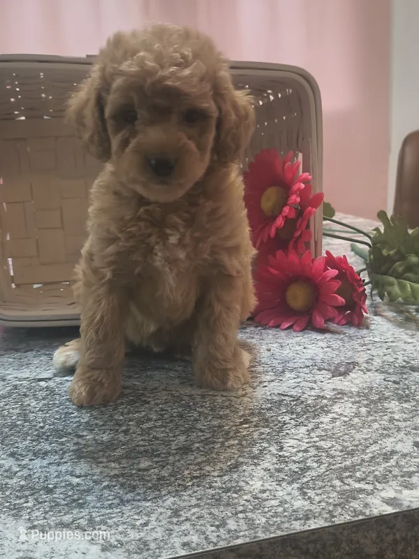 Adam, a male Poodle - Toy  for sale in Tuscola, IL – 1 of 10