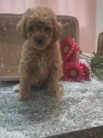 Adam, a male Poodle - Toy  for sale in Tuscola, IL – 1 of 10