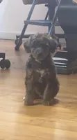 Alex, a male Poodle - Toy  for sale in Tuscola, IL – 2 of 2