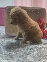 Adam, a male Poodle - Toy  for sale in Tuscola, IL – 6 of 10