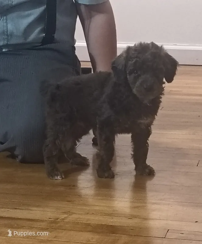 Alex, a male Poodle - Toy  for sale in Tuscola, IL – 1 of 2