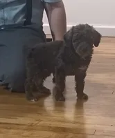 Alex, a male Poodle - Toy  for sale in Tuscola, IL – 1 of 2