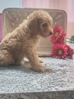 Adam, a male Poodle - Toy  for sale in Tuscola, IL – 9 of 10