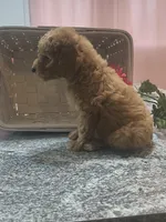 Albert, a male Poodle - Toy  for sale in Tuscola, IL – 4 of 5