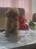 Adam, a male Poodle - Toy  for sale in Tuscola, IL – 8 of 10