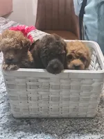 Adam, a male Poodle - Toy  for sale in Tuscola, IL – 4 of 10