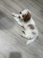 Teddy, a male Cavapoo and Poodle - Toy  for sale in Staten Island, NY – Photo 4 of 4