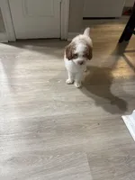 Teddy, a male Cavapoo and Poodle - Toy  for sale in Staten Island, NY – Photo 1 of 4