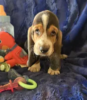 Hank, a male Basset Hound for sale in Kit Carson, CO – 9 of 9