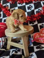 Teddy, a male Poodle - Toy  for sale in Kit Carson, CO – Photo 5 of 6